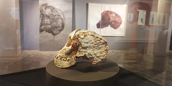 Taung Child Impact exhibition Origins Centre 600X300 Taung Child Impact exhibition Origins Centre 600X300